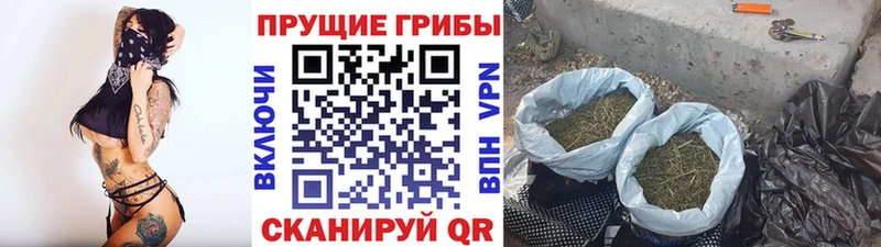 магазин    Сунжа  Галлюциногенные грибы GOLDEN TEACHER 